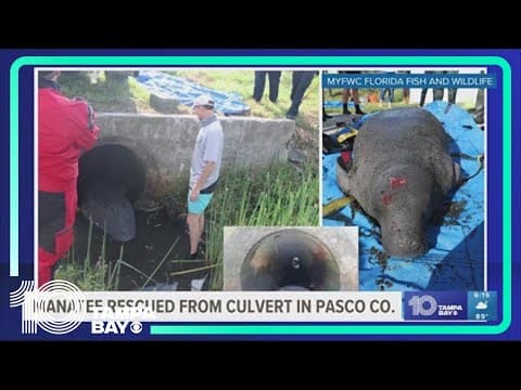 Manatee rescued from culvert in Pasco County