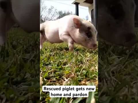 Rescued piglet gets new home and pardon