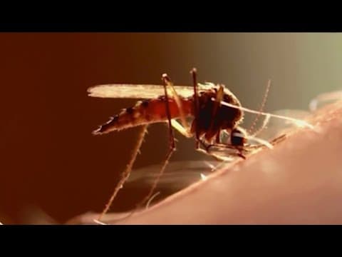 Mosquitoes test positive for West Nile at Los Peñasquitos Lagoon