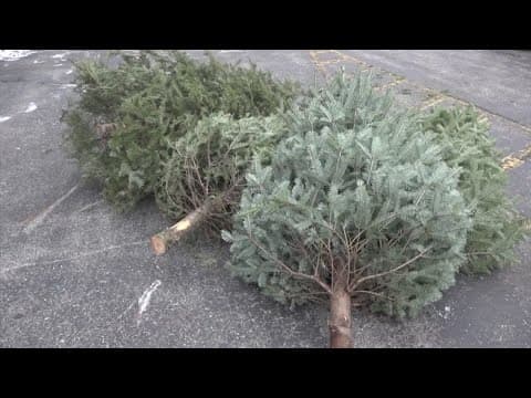 'Tried to kill me' | Woman rushed to hospital following exposure to first real Christmas tree