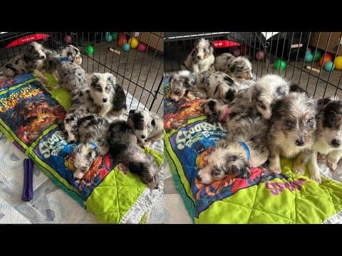 Two arrested after 12 dogs found living in 'inhumane conditions' in White Pine home