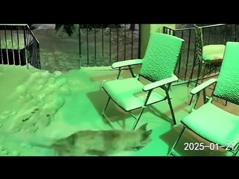 'Houdini' dog Scrim seen in snowy Mid-City during snowstorm