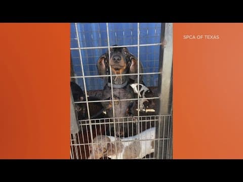 SPCA saves dogs from unhumane conditions, officials say