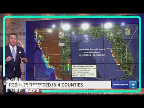 Red tide detected in some Tampa Bay-area beaches; Treasure Island Beach at 'high' risk of irritation