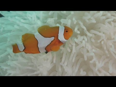 Study finds 'Nemo' clownfish are shrinking in response to climate change
