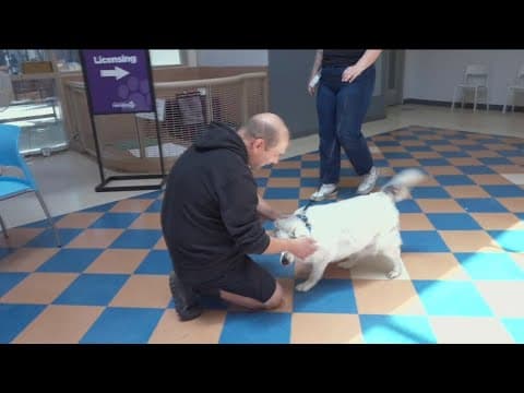 Pets begin reuniting with owners following San Diego plane crash rescue