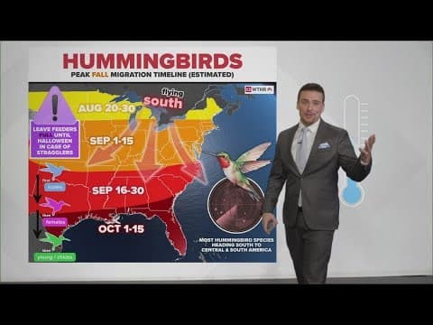 Hummingbirds are busy fueling up before their long journey south | Fall 2025 Migration Timeline