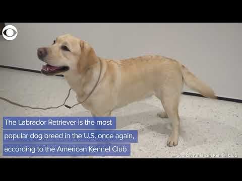 American Kennel Club's most popular dog breeds of 2021