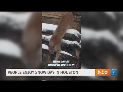 Zoo animals enjoy a rare snow day in Houston