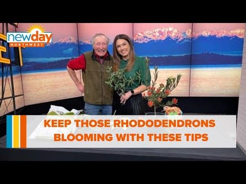 Keep those Rhododendrons blooming with these tips - New Day NW