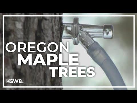 Oregon Maple Trees tapped for syrup