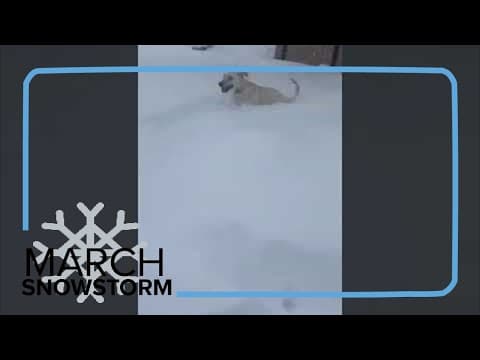 Happy dog enjoys a Colorado snow day  #winterstorm #coloradosnow