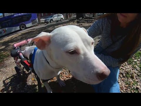 Krewe of Mid-City Mutt Mamas saves injured dogs