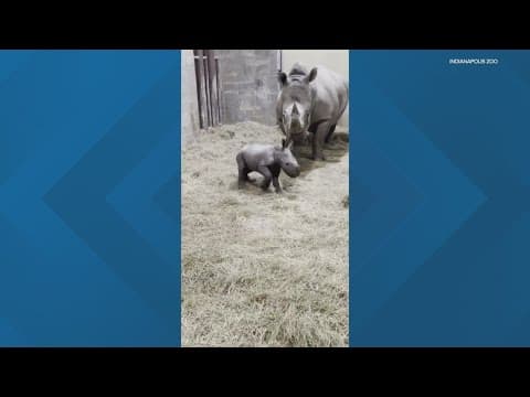 Indy Zoo announces new 'Rhino adventure'