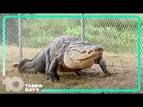 'Absolute dinosaur': Nearly 13-foot gator blocking school pathway captured by Pinellas deputies