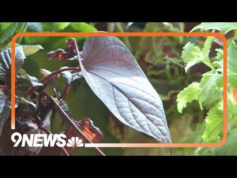Proctor's Garden: Planting cuttings can save money