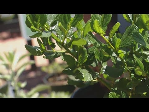 Which types of plants are fire-resistant around your home and which ones are not?