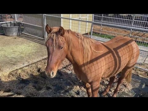 Border Patrol rescues 27 horses from flooded ranches