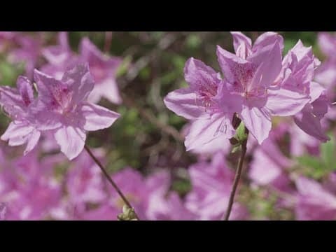 The Knoxville Botanical Garden: An escape to nature minutes from downtown