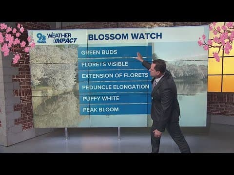 How will this burst of warm weather impact the cherry blossoms?