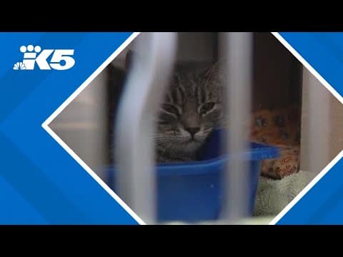 More than 80 cats seized from a trailer in Graham