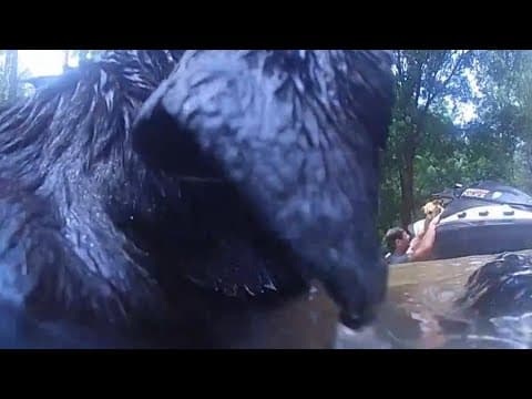 HPD bodycam video shows officer rescue man and three dogs