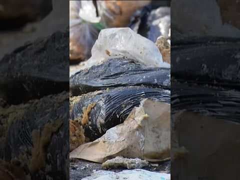 Rotting piles of dough, baked bread makes Barrio Logan neighbors sick #sandiego #barriologan