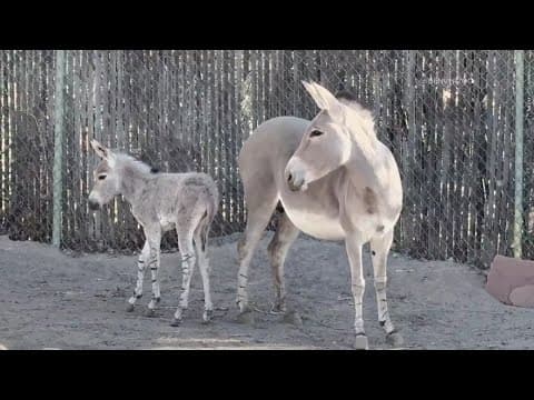 A wild ass full of sass: Meet the Denver Zoo's newest member