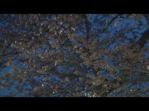 Cherry blossoms damaged by storms