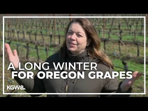 Extreme cold weather affecting Oregon grape growers