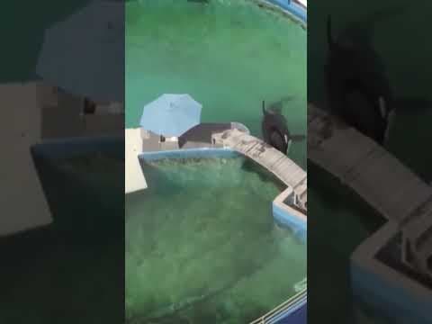 Southern Resident orca Tokitae fails to make the journey home, dies in captivity in Miami