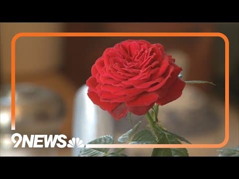 Here's how to save a miniature rose bush