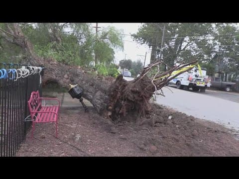 Tree falls onto house in Lemon Grove during early-season winter storm