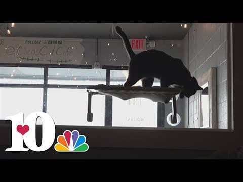 'Cleo's Cat Cafe' opens in Oak Ridge, the first cat cafe in the city