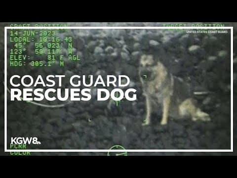 Dog rescued by Coast Guard after falling down Oregon coast cliff | Raw video