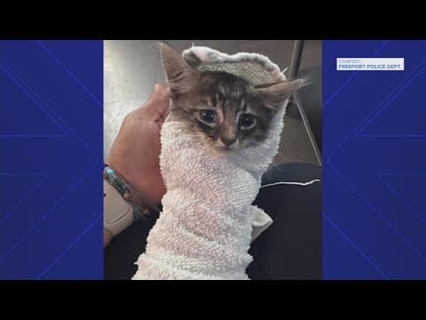 Freeport police officer crawls into storm drain to save stranded kitten