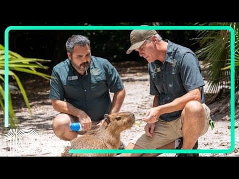 Female capybara comes to Florida zoo as part of a breeding program to boost population