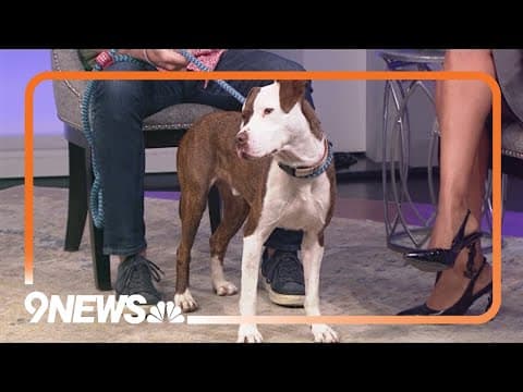 Petline9: Pretzel is a fun, energetic, curious boy who needs a home