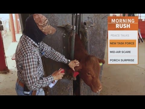 Taskforce to discuss New World Screwworm, which threatens livestock