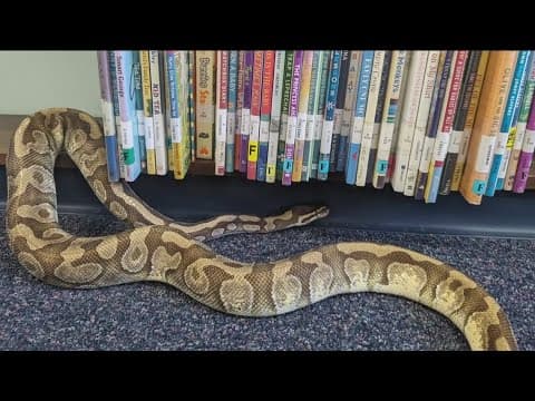 Python who disappeared from Ocean Beach Library two days ago has been found