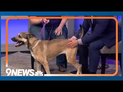 Happy and energetic 5-year-old pup needs a forever home