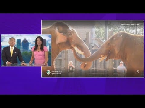 Chuck getting to know other elephants at Houston Zoo