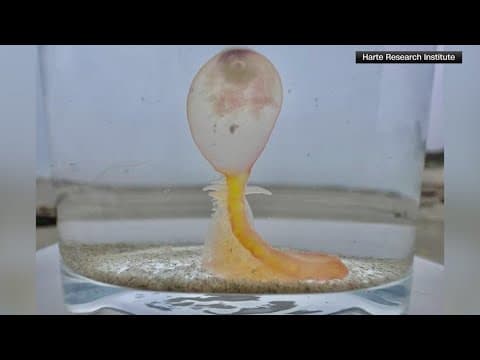 Watch out for 'spaghetti monsters' washing up along the Texas coastline