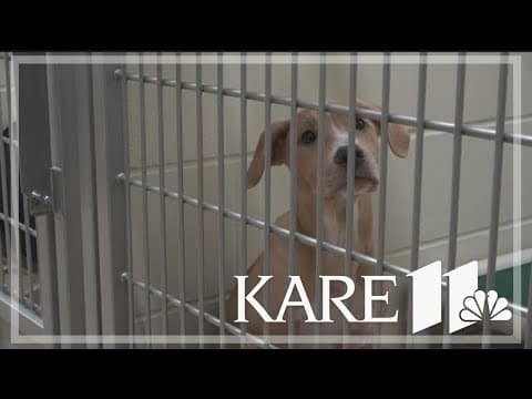 Minneapolis animal shelter extends hours due to overcrowding