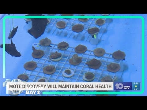 Mote Marine Laboratory celebrates success of coral spawning