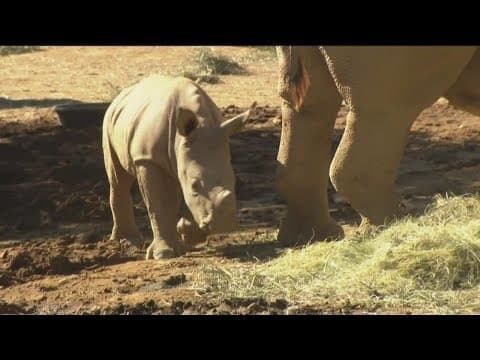 Baby rhino at San Diego Zoo Safari Park gets a name: Neville