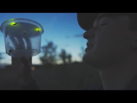 Researchers studying fireflies at northern Colorado marsh