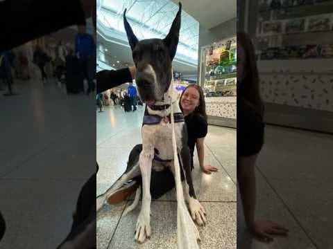 Denver airport therapy dog retiring after 5 years of service