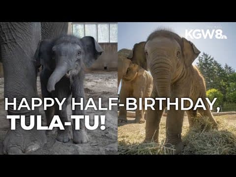 Oregon Zoo's baby elephant Tula-Tu turns 6 months old