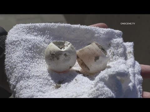 Mystery eggs discovered at Imperial Beach | What are they?